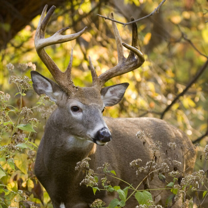 Deer hunting