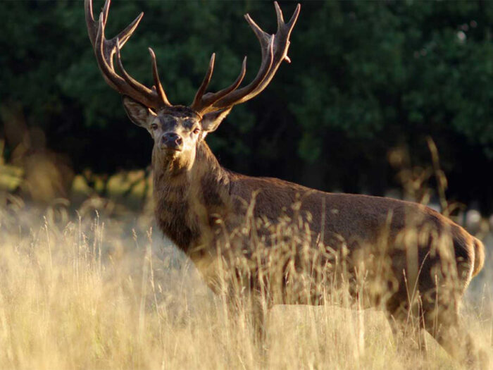 Deer hunting