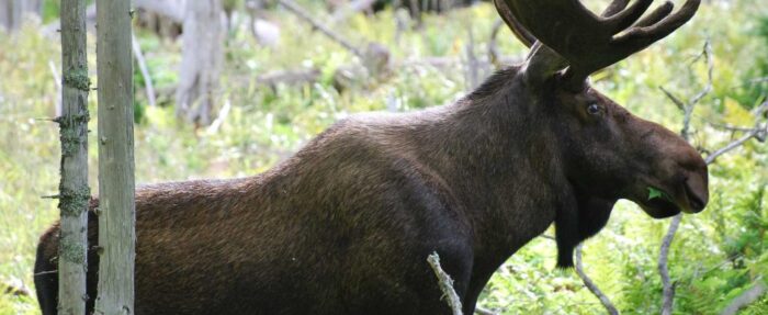 Moose hunting
